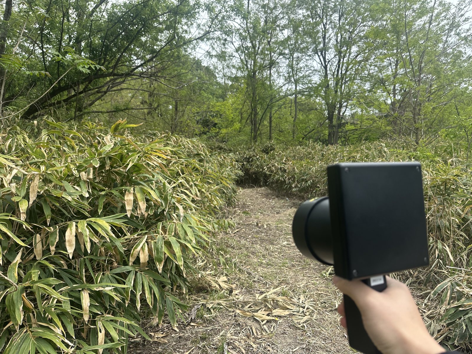 森でIKAZUCHIを構える使用イメージ